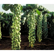 Dolores  F.1.   2,500 szem