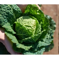 Entira  F.1.   2,500 szem