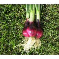 Fakira   100,000 szem