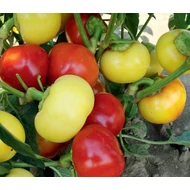 Ontara    1,000 szem