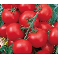 Pedro  F.1.   500 szem