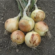 Saratoga F.1.   250,000 szem