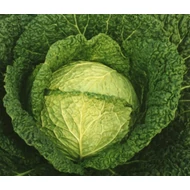 Verita  F.1.  2,500 szem