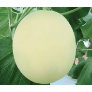 White Dew  F.1.   500 szem