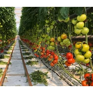 Xaverius  F.1.   250 szem