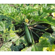 Aurelio  F.1.   250 szem