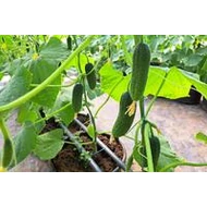 CRX 20533  F.1.   1000 szem