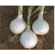 HIDRAS (CRX 1923)   100.000 szem