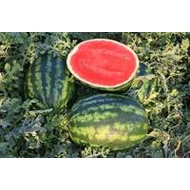 Fiesta  F.1.   1,000 szem