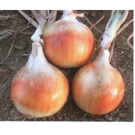 Skiner  F.1.    100,000 szem