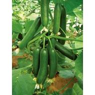 Girdap  F.1.  100 szem