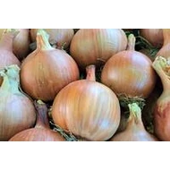 Khalifer  F.1.   100,000 szem