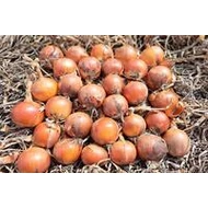 Lunika  F.1.   100,000 szem  prec. plus