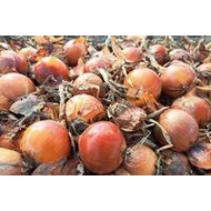 Magika  F.1.   100,000 szem  prec. plus