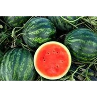 Nikas  F.1.   1,000 szem