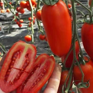 Sanmaro  F.1.   500 szem