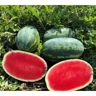 Valzer  F.1.     100 szem