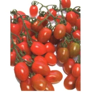 ZUCCHERINO F.1 (CRX 75147)   500 szem