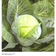 AMBROSIA  F.1.  2.500 szem