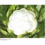 FREEDOM F.1.   2.500 szem