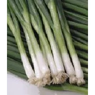 Green Banner   100.000 szem
