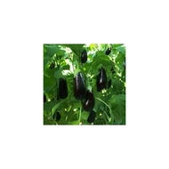 MADONNA F.1.  500 szem