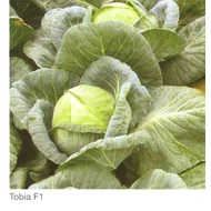 TOBIA F.1.   2.500 szem