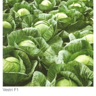 VESTRI F.1.   2.500 szem