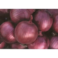 Countach  F.1.  100,000 szem