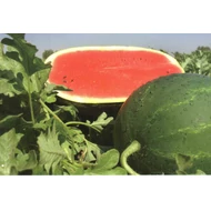 Caravan F.1   1.000 szem