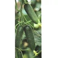 Dolomit F.1.   1,000 szem