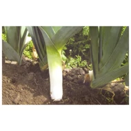 Duraton F.1   10.000 szem  Ecs. prec.