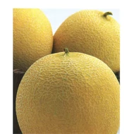 London F.1    500 szem