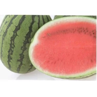 Premium F.1  1.000 szem   ecs.