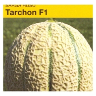Tarchon  F.1.   500 szem