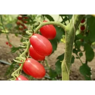 Bellacio  F.1.   100 szem