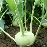 Cembalo  F.1.    2,500 szem