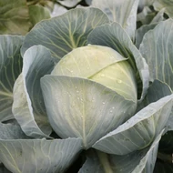 Coronation  F.1    2.500 szem