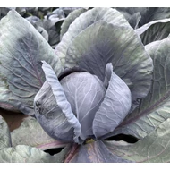 Rozera  F.1.   2,500 szem