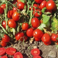 UG 124  F.1.   10,000 szem