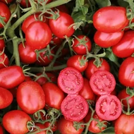 UG 84914  F.1.    10,000 szem