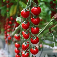 UGI 1560-16  F.1.   100 szem  / Moncherry  2000 /