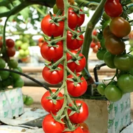 Sassolyno  F.1.  100 szem