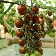 UGI 3171-17  F.1.   100 szem