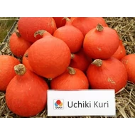 Uchiki Kuri  F.1.   100 szem