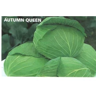 Autumn King  F.1   2.500 szem Autumn King  F.1   2.500 szem