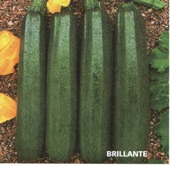 BRILLANTE F.1   500 szem