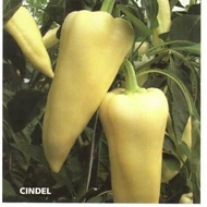CINDEL F.1   500 szem