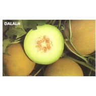 DALALH F.1  500 szem