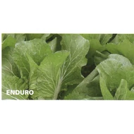 Enduro F.1  2.500 szem